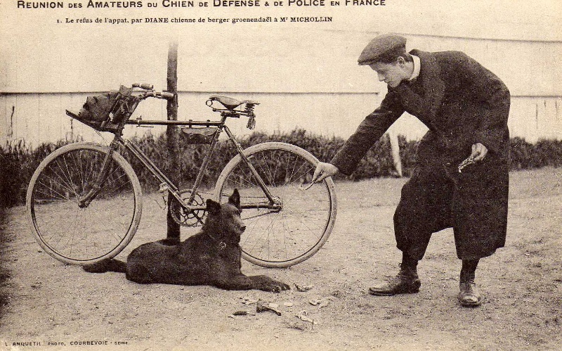 les malinois,le dressage de defense a travers les cpa anciennes